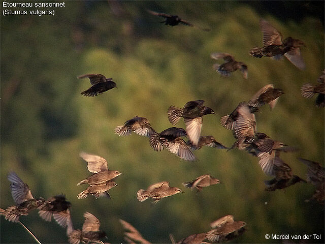 Common Starling