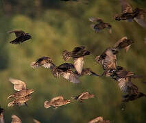 Common Starling