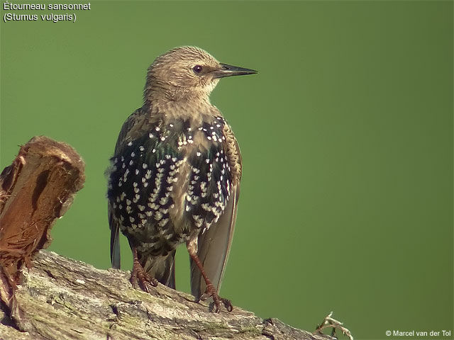 Common Starling