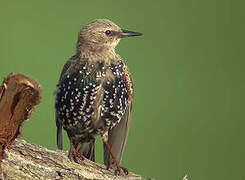 Common Starling