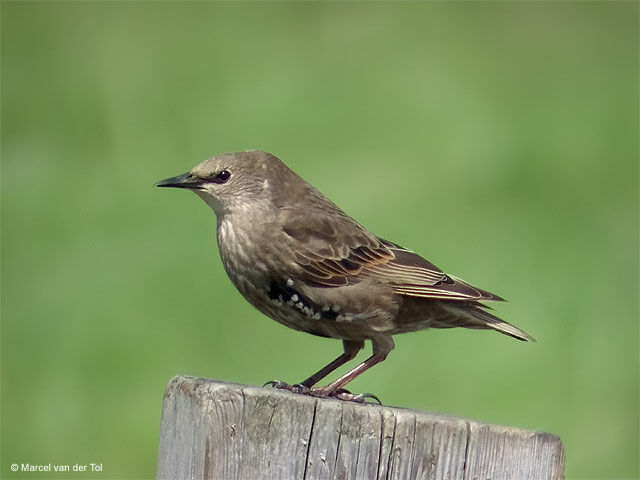 Common Starling