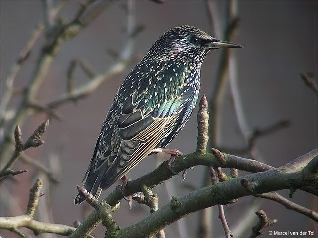 Common Starling