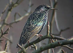 Common Starling