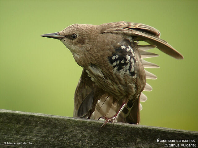 Common Starling