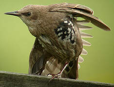 Common Starling