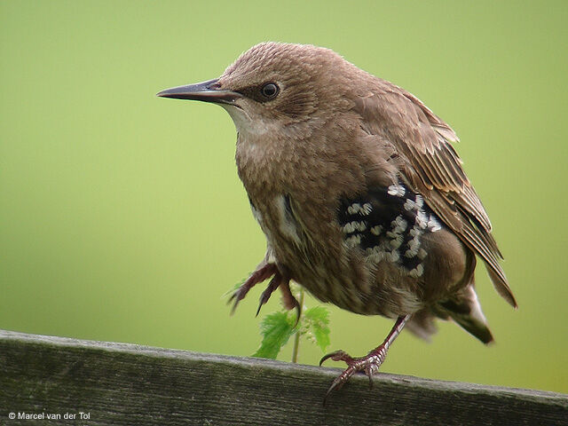 Common Starling