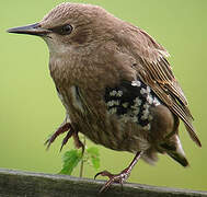 Common Starling