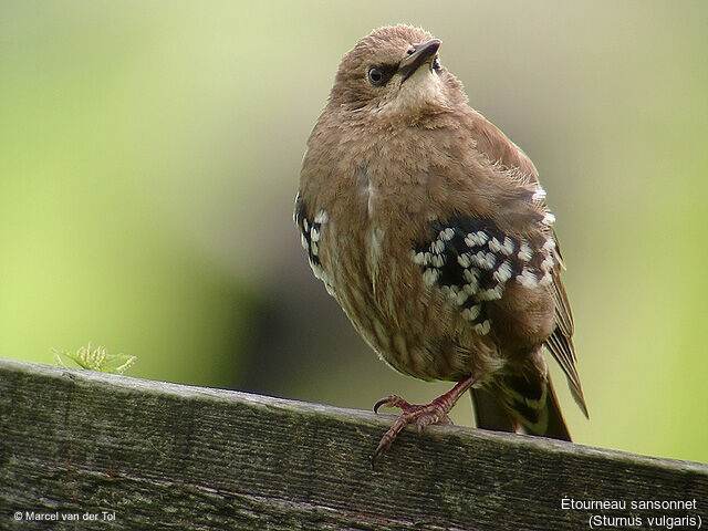 Common Starling