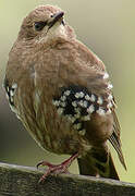 Common Starling