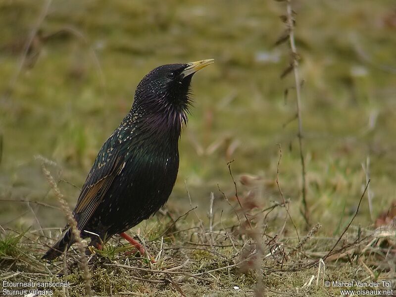 Common Starling male adult