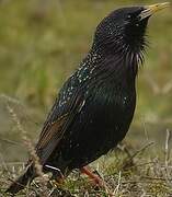 Common Starling