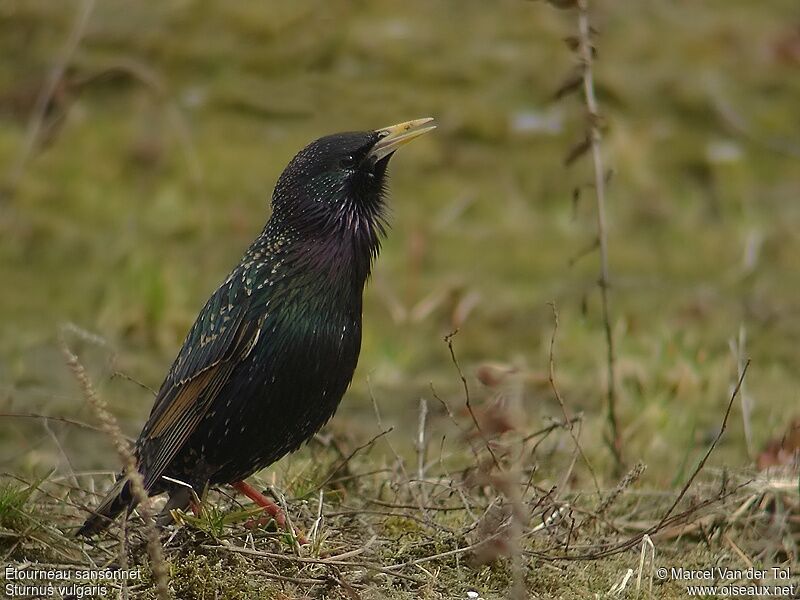 Common Starling male adult