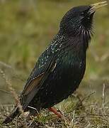 Common Starling