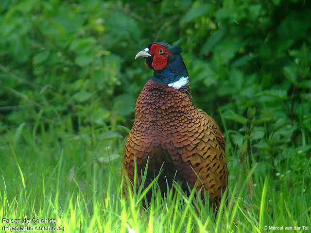 Faisan de Colchide