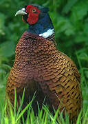 Common Pheasant