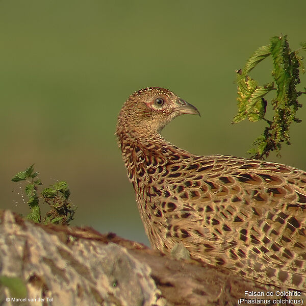 Common Pheasant