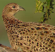 Common Pheasant