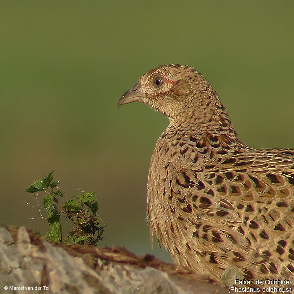 Common Pheasant