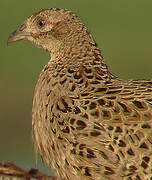 Common Pheasant