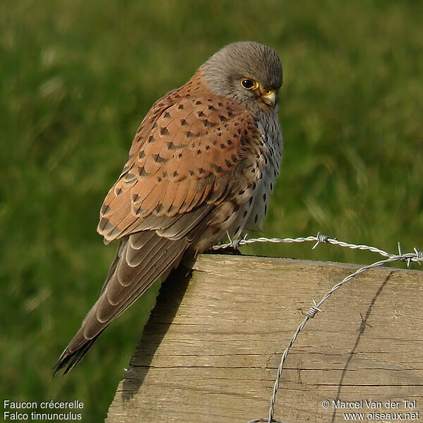 Common Kestrel male adult