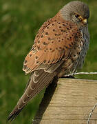 Common Kestrel