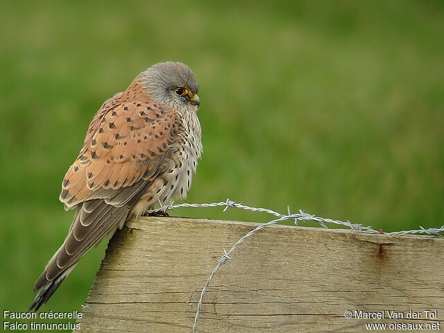 Common Kestrel male adult