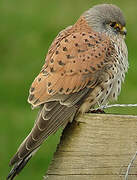 Common Kestrel