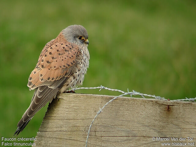 Common Kestrel male adult