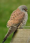 Common Kestrel