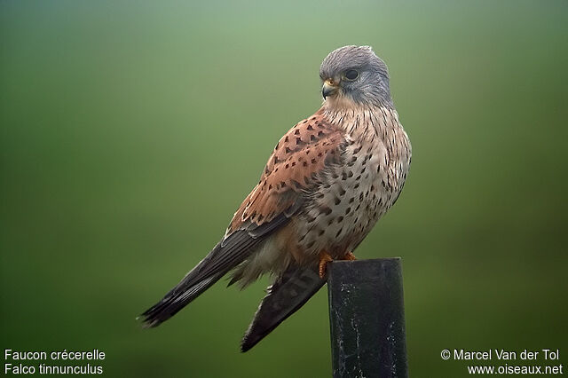 Common Kestrel male adult