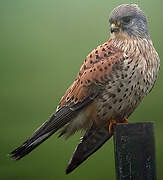 Common Kestrel