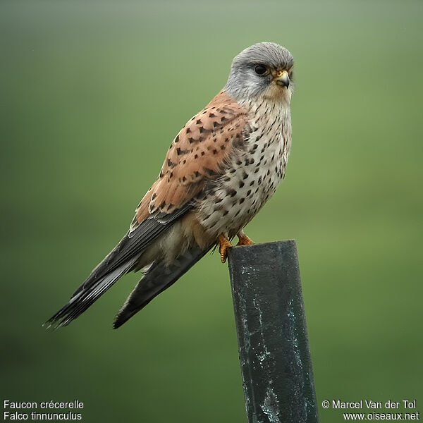 Common Kestrel male adult