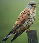 Common Kestrel