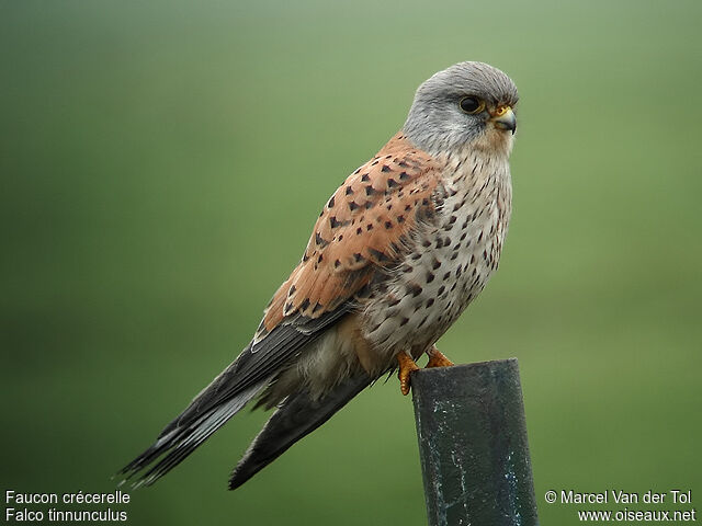 Common Kestrel male adult