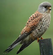 Common Kestrel