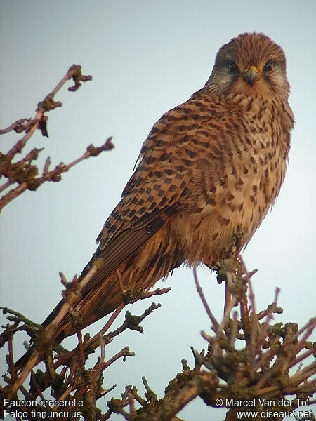 Common Kestrel female adult