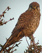 Common Kestrel