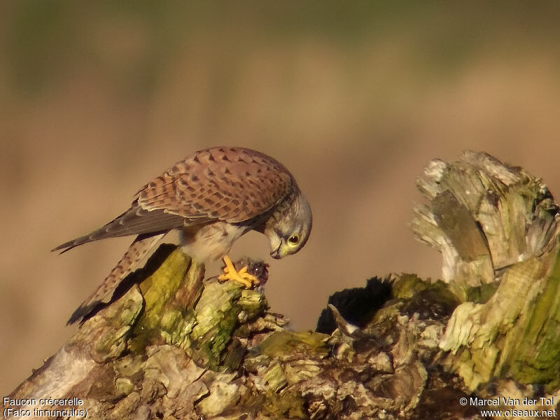 Common Kestrel