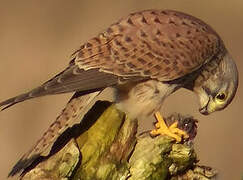 Common Kestrel