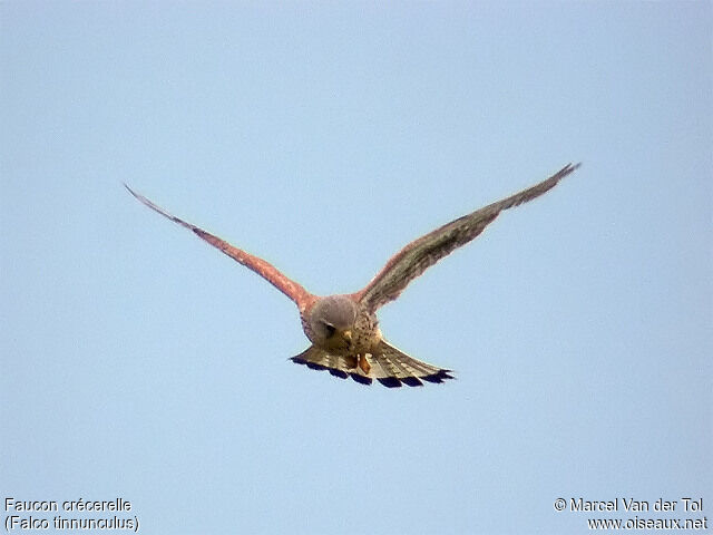 Common Kestrel