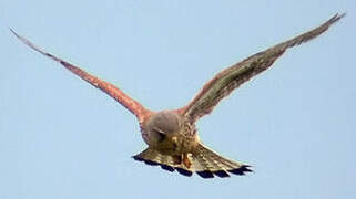 Common Kestrel