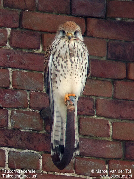 Common Kestrel