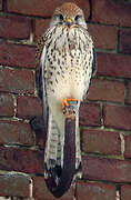 Common Kestrel