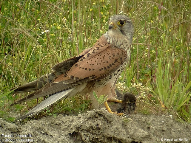 Faucon crécerelle