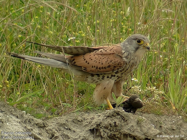 Common Kestrel