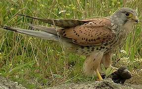 Common Kestrel