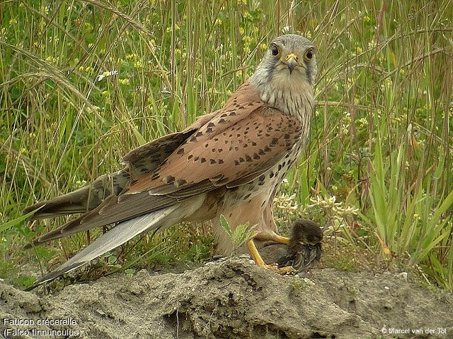 Faucon crécerelle