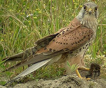 Common Kestrel