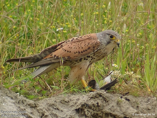 Faucon crécerelle