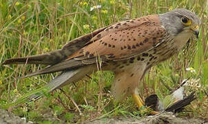 Common Kestrel